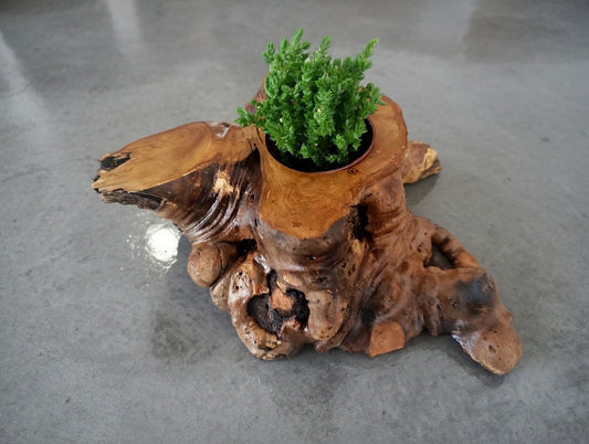 Olive Decoration Pods