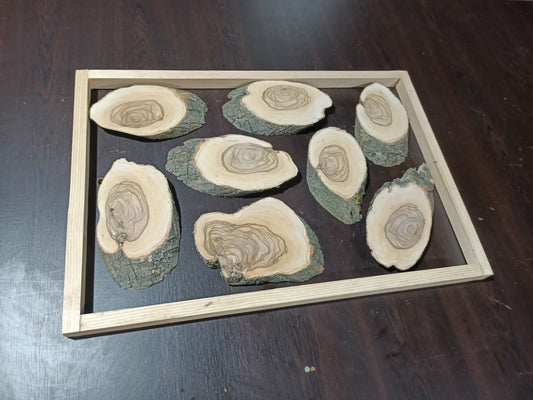Olive Wood Branches 16" x 24" 8 Pcs